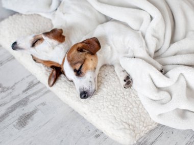 Katta uyuyan köpekler