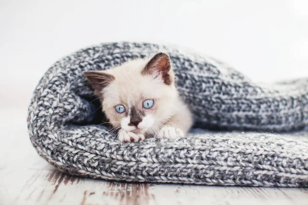 Gatinho em um cobertor de malha — Fotografia de Stock