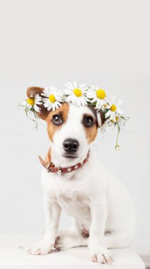 Papatyalar başında bir çelenk ile köpek