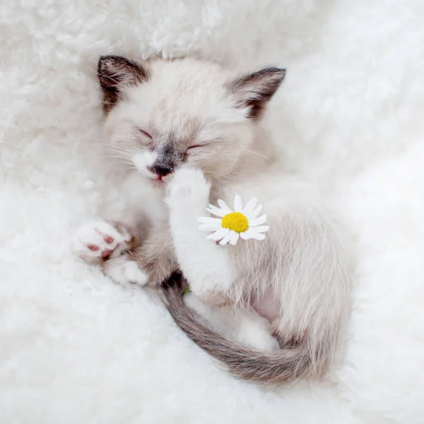 Kitten slapen op witte ruit — Stockfoto