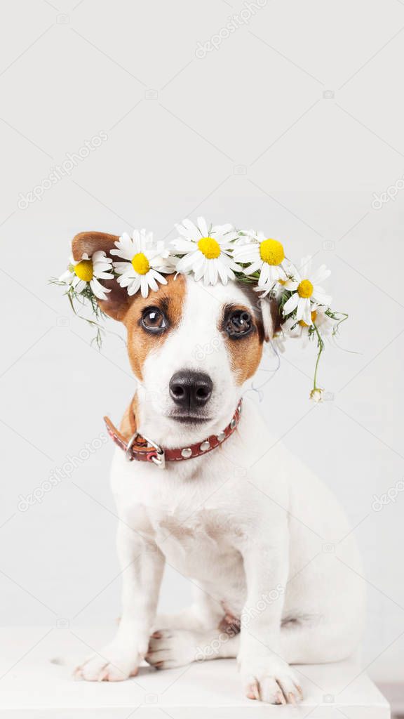 Dog with a wreath of daisies on her head