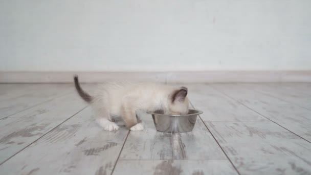 Kitten eten voedsel uit kom — Stockvideo