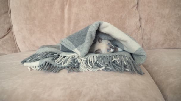 Lindo gris gatito es en el sofá en manta — Vídeo de stock