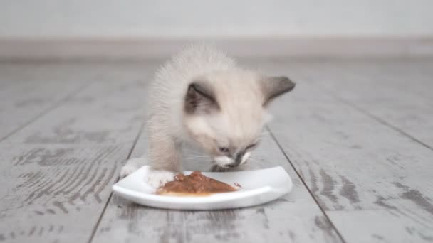Котёнок ест пищу из миски — стоковое видео