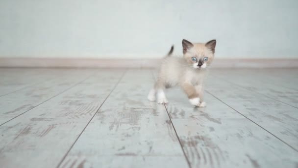 Pequeño gato gris da pasos video en cámara lenta — Vídeos de Stock