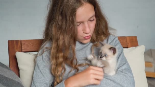 La bella ragazza gioca con un gatto grigio a casa — Video Stock