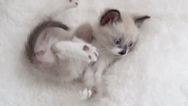 Kleines süßes Kätzchen auf dem Plaid. graue Katze zu Hause — Stockvideo