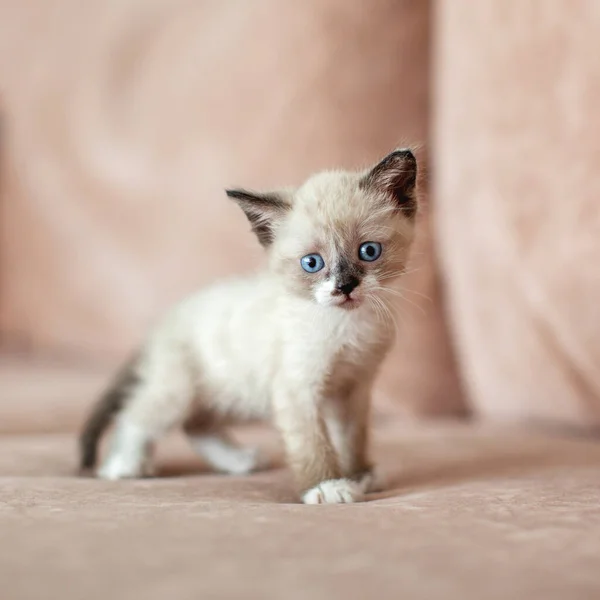 Yavru kedi kanepede — Stok fotoğraf