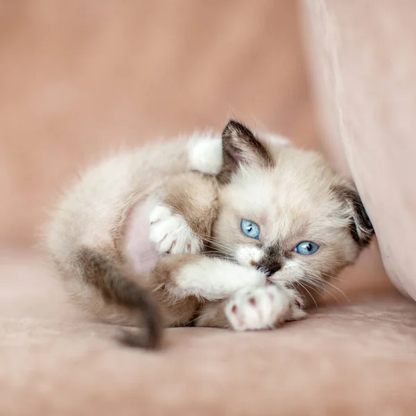 Fun kitten on the sofa — Stock Photo, Image