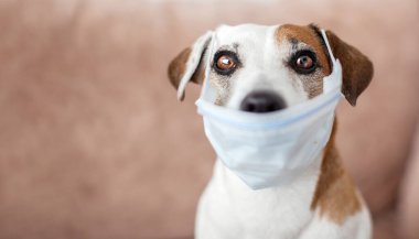 Dog with a medical mask is quarantined at home clipart