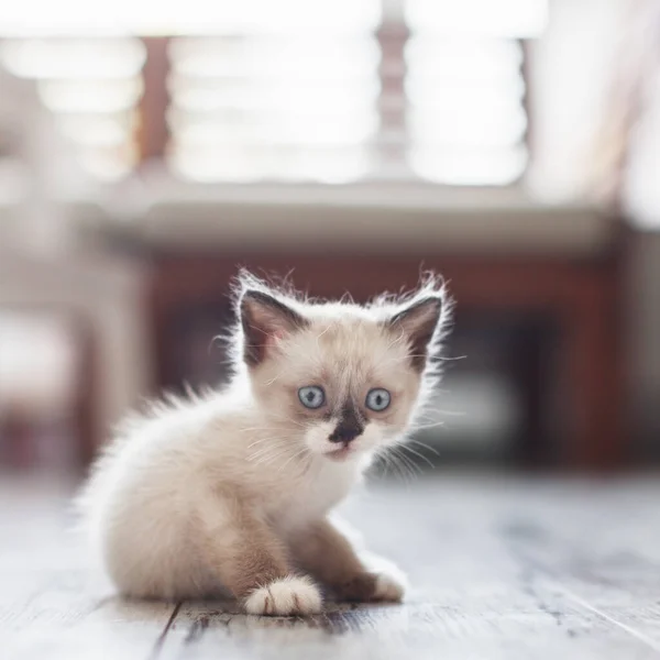 Corte gatinho em casa — Fotografia de Stock