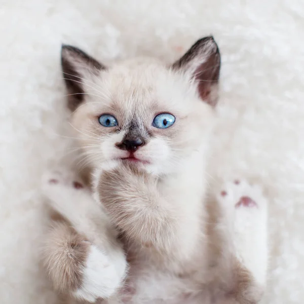 Kattunge på en stickad filt — Stockfoto