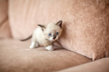 Kedi yavrusu kanepede.