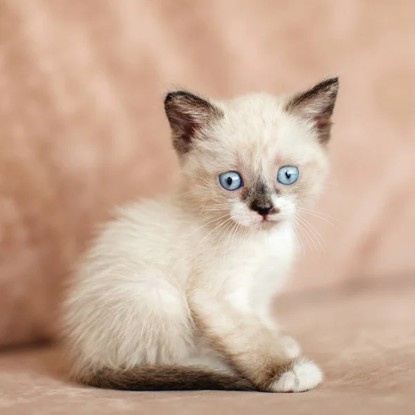 Liten skuren katt hemma — Stockfoto