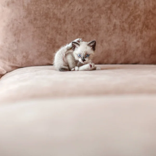 Potong anak kucing di sofa — Stok Foto