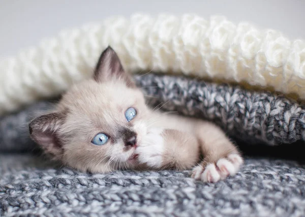 Kitten in een gebreide deken — Stockfoto