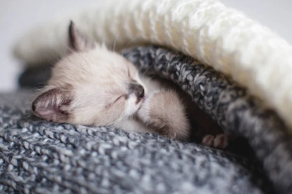 ニットプレイで子猫の睡眠 — ストック写真