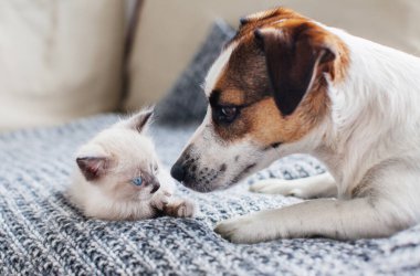 Kedi ve köpek birlikte.