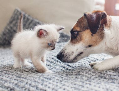 Kedi ve köpek birlikte.