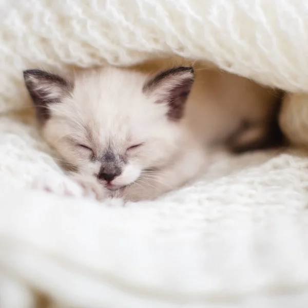 Kattunge sover på stickad rutig — Stockfoto
