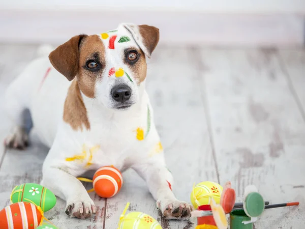 Cão com ovos de Páscoa pintados — Fotografia de Stock