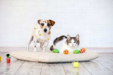 Köpek ve kedi ile Paskalya yumurtaları