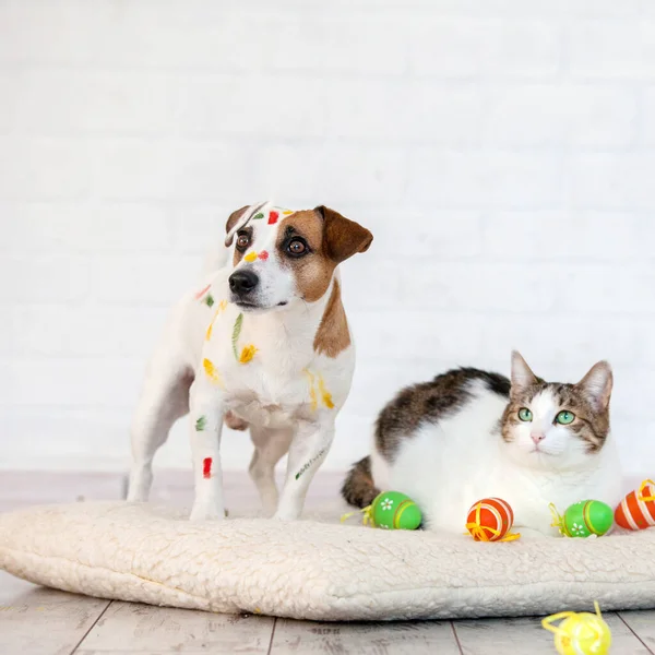 Dog and cat with easter eggs — Stock Photo, Image
