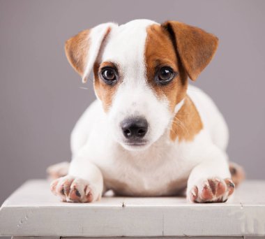 Köpek stüdyosu
