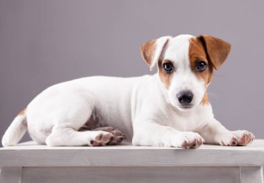 Köpek stüdyosu