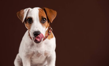 Licking dog on brown background clipart