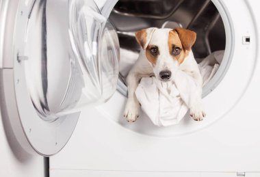Köpek yıkama