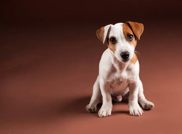 Cane su sfondo marrone — Foto Stock