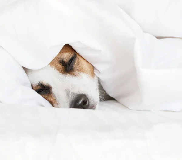 Schlafender Hund im Bett — Stockfoto