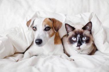 Köpek ve kedi beyaz battaniyenin altında