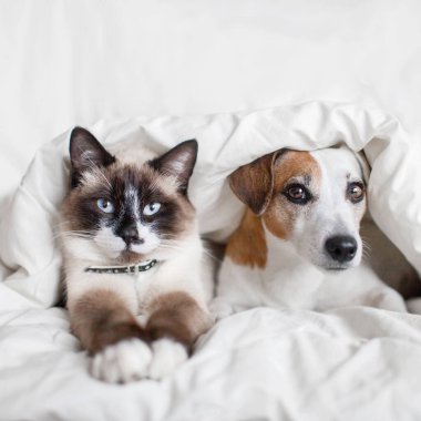 Köpek ve kedi beyaz battaniyenin altında