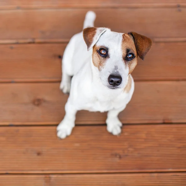 Ahşap zeminde bir köpek — Stok fotoğraf