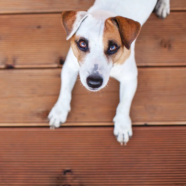 Ahşap zeminde bir köpek — Stok fotoğraf