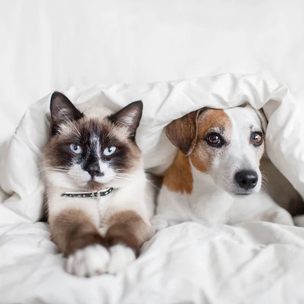 Собака и кошка под белым одеялом — стоковое фото