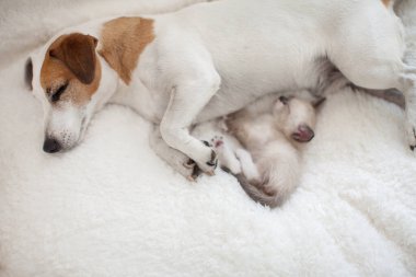 Köpek ve kedi birlikte dinleniyor.