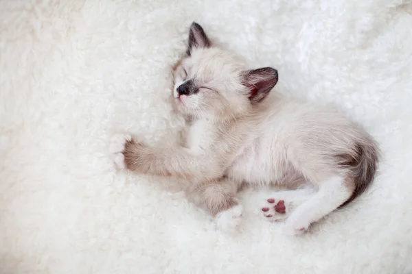 Kitten dormir em xadrez de malha — Fotografia de Stock