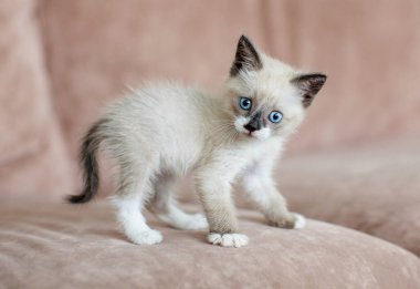 Kedi yavrusu kanepede.