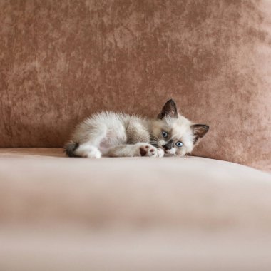 Kedi yavrusu kanepede.