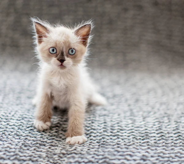 Gatito en una manta de punto — Foto de Stock