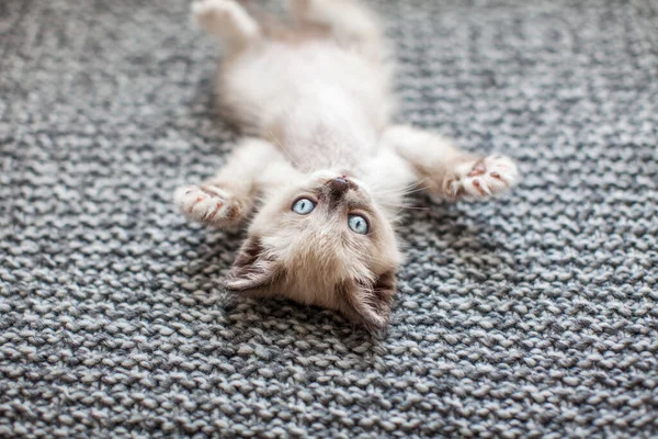 Котёнок на трикотажном одеяле — стоковое фото