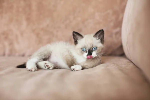 Кошеня на дивані — стокове фото