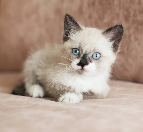 El gatito está en el sofá. —  Fotos de Stock