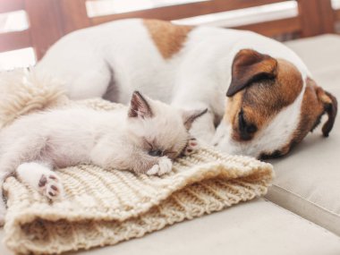 Köpek ve kedi birlikte dinleniyor.