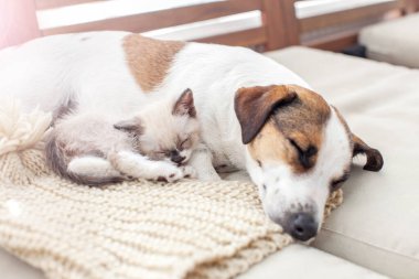 Köpek ve kedi birlikte dinleniyor.