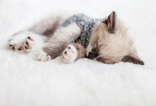 Gattino dormire su maglia plaid — Foto Stock