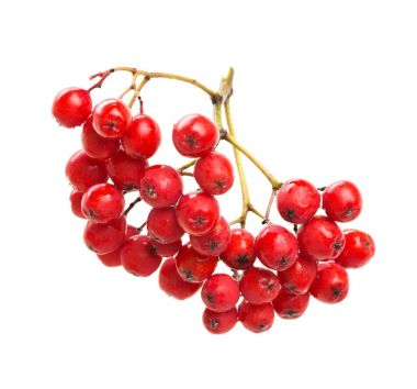 üzerinde izole Kırmızı Rowan hallettim